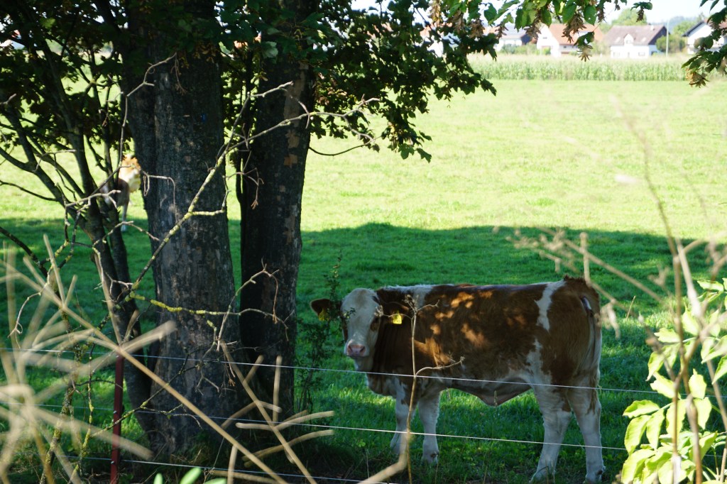 Kuh in der Flutmulde Landshut