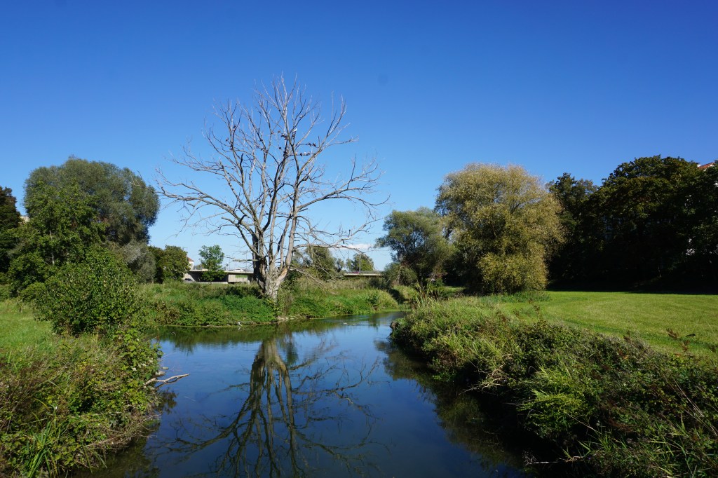 Baum und Bach in der Flutmulde Landshut